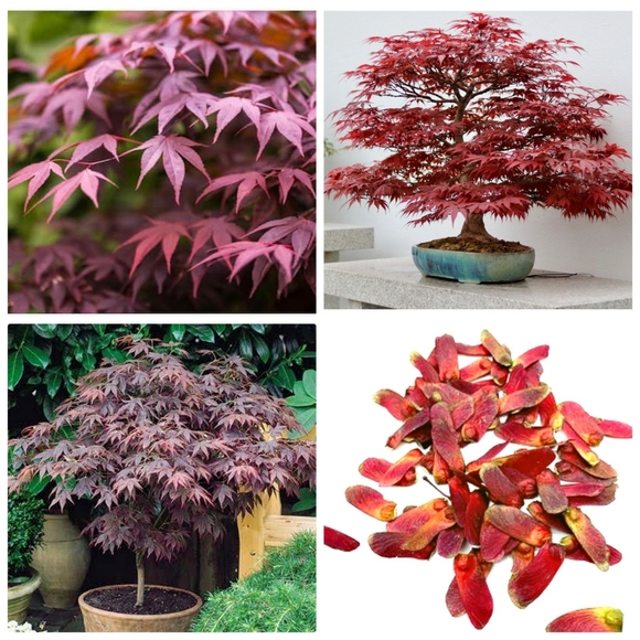 30 Japanese Red Maple Tree Seeds - Picture 1 of 4